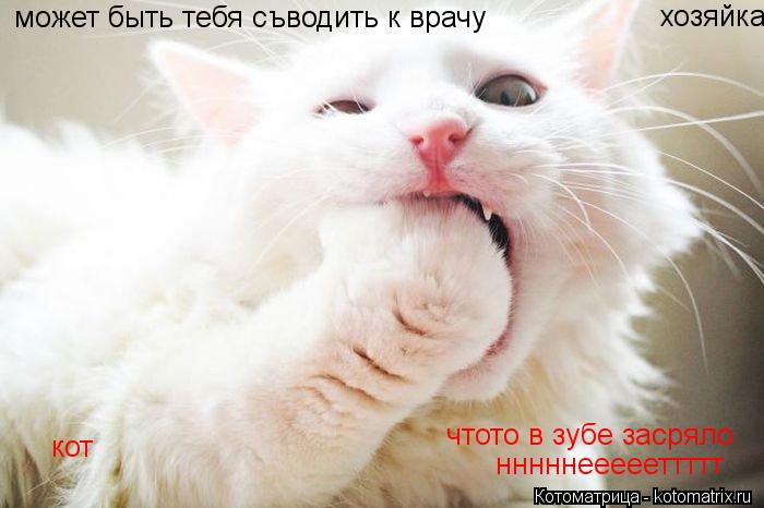 Котоматрица: чтото в зубе засряло может быть тебя съводить к врачу нннннеееееттттт кот хозяйка