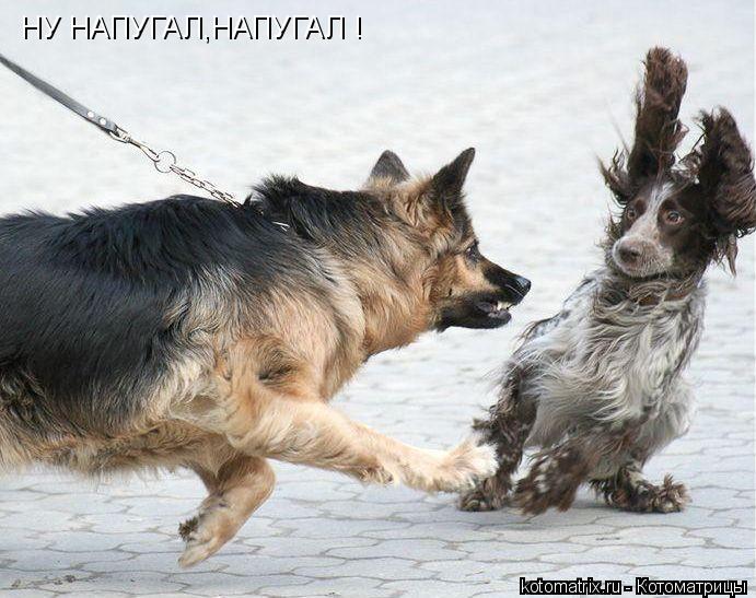 НУ НАПУГАЛ,НАПУГАЛ !... Котоматрица: НУ НАПУГАЛ,НАПУГАЛ !