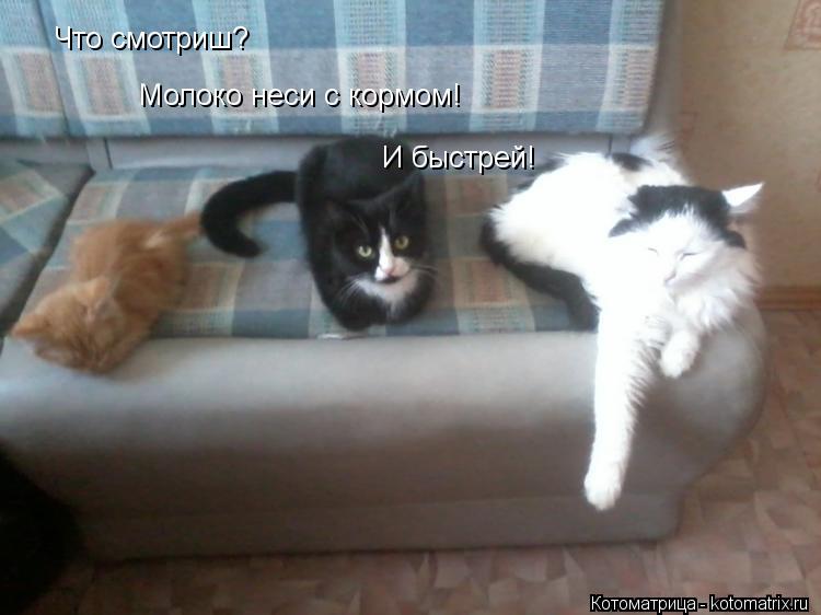 Котоматрица: Что смотриш? Молоко неси с кормом! И быстрей!