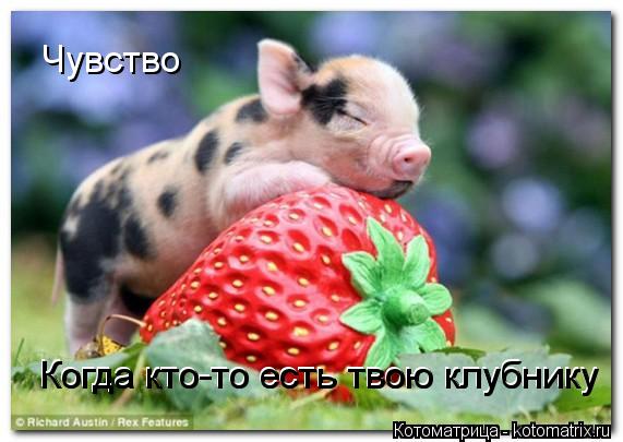 Котоматрица: Чувство Когда кто-то есть твою клубнику Когда кто-то есть твою клубнику