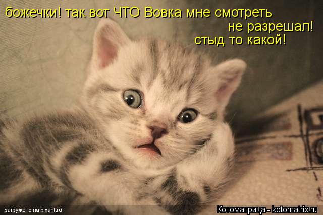 Котоматрица: божечки! так вот ЧТО Вовка мне смотреть  не разрешал!  стыд то какой!