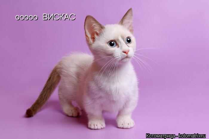 ооооо ВИСКАС... Котоматрица: ооооо ВИСКАС