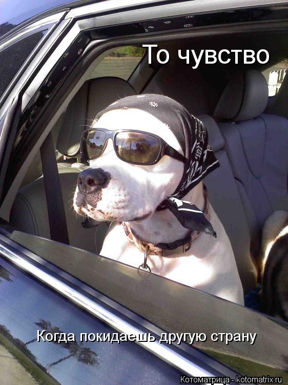 Котоматрица: То чувство Когда покидаешь другую страну