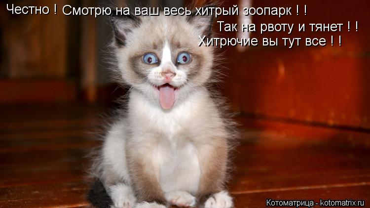 Котоматрица: Честно ! Смотрю на ваш весь хитрый зоопарк ! ! Так на рвоту и тянет ! ! Хитрючие вы тут все ! !