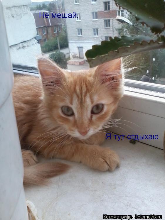 Котоматрица: Не мешай. Я тут отдыхаю