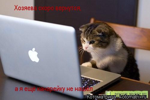 Котоматрица: Хозяева скоро вернутся, а я ещё канарейку не нашёл