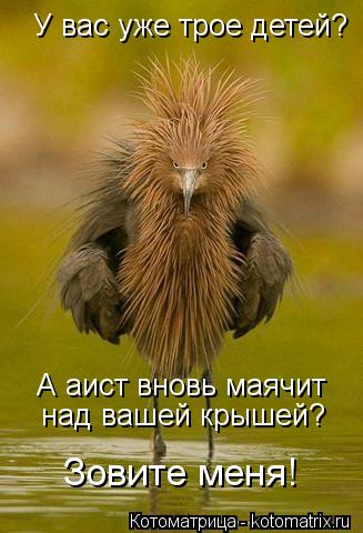 У вас уже трое детей? над вашей крышей? Зовите меня! А аист вновь маячит... Котоматрица: У вас уже трое детей? над вашей крышей? Зовите меня! А аист вновь маячит
