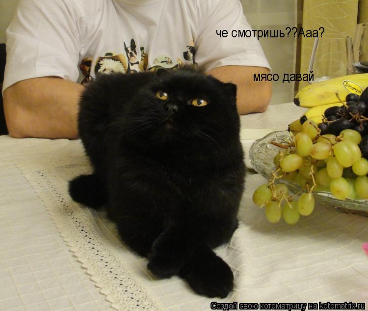 Котоматрица: че смотришь??Ааа? мясо давай