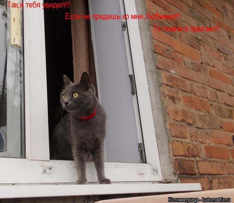 Котоматрица: Так,я тебя увидел!!! Если не придешь ко мне,Любимая!!! То помни,я прыгаю!!!