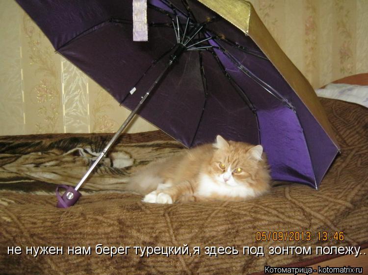 Котоматрица: не нужен нам берег турецкий,я здесь под зонтом полежу...