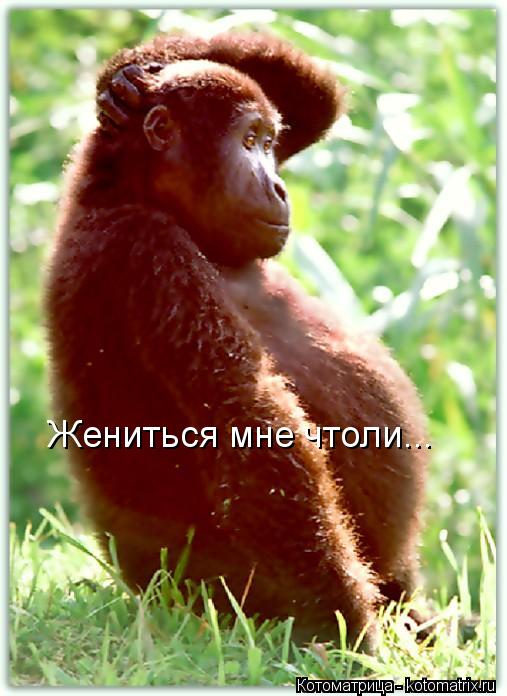 Котоматрица: Жениться мне чтоли...