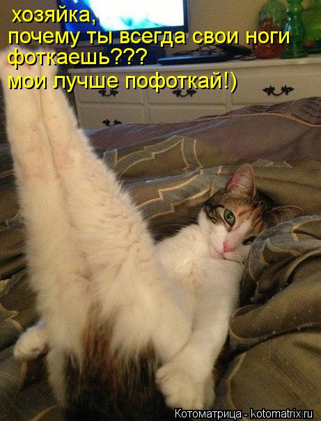 хозяйка, почему ты всегда свои ноги фоткаешь??? мои лучше пофоткай!)... Котоматрица: хозяйка, почему ты всегда свои ноги фоткаешь??? мои лучше пофоткай!)