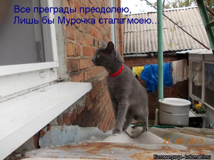 Котоматрица: Все преграды преодолею, Лишь бы Мурочка стала моею...