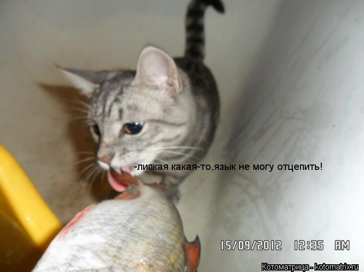 Котоматрица: -липкая какая-то,язык не могу отцепить!