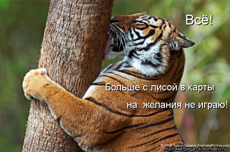 Всё! Больше с лисой в карты на желания не играю!... Котоматрица: Всё! Больше с лисой в карты на желания не играю!