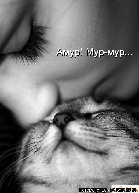 Амур! Мур-мур...... Котоматрица: Амур! Мур-мур...