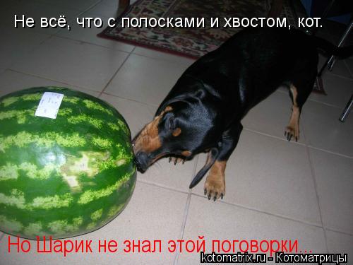 Котоматрица: Не всё, что с полосками и хвостом, кот. Но Шарик не знал этой поговорки...