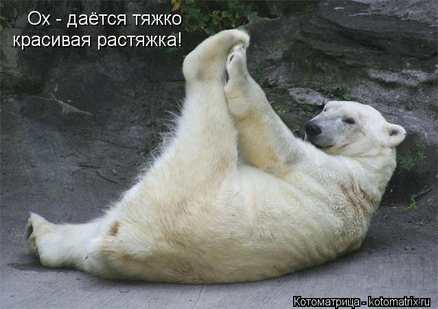 Ох - даётся тяжко красивая растяжка!... Котоматрица: Ох - даётся тяжко красивая растяжка!