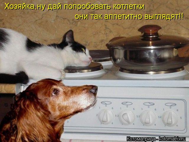Хозяйка,ну дай попробовать котлетки они так аппетитно выглядят!!... Котоматрица: Хозяйка,ну дай попробовать котлетки они так аппетитно выглядят!!