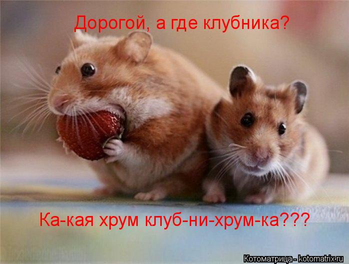 Дорогой, а где клубника? Ка-кая хрум клуб-ни-хрум-ка???... Котоматрица: Дорогой, а где клубника? Ка-кая хрум клуб-ни-хрум-ка???