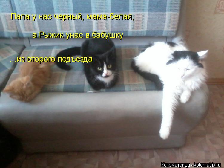 Папа у нас черный, мама-белая, а Рыжик унас в бабушку ...из второго подъезда... Котоматрица: Папа у нас черный, мама-белая, а Рыжик унас в бабушку ...из второго подъезда