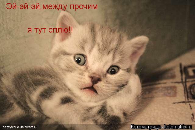 Котоматрица: Эй-эй-эй,между прочим я тут сплю!!