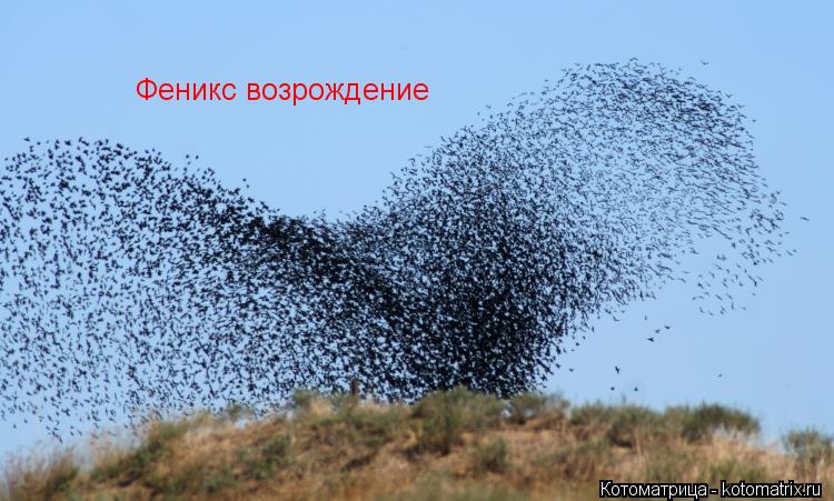 Феникс возрождение... Котоматрица: Феникс возрождение