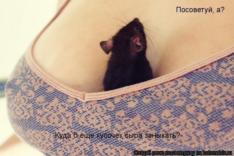 Котоматрица: Посоветуй, а?  Куда б еще кусочек сыра заныкать?
