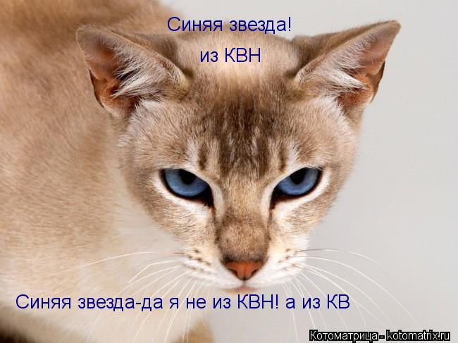 Синяя звезда! Синяя звезда-да я не из КВН! а из КВ из КВН... Котоматрица: Синяя звезда! Синяя звезда-да я не из КВН! а из КВ из КВН