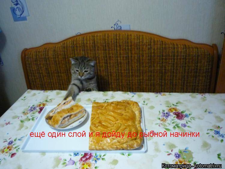 ещё один слой и я дойду до рыбной начинки... Котоматрица: ещё один слой и я дойду до рыбной начинки