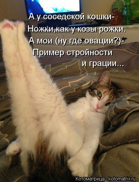 Котоматрица: А у соседской кошки- Ножки,как у козы рожки. А мои (ну где овации?)- Пример стройности  и грации...