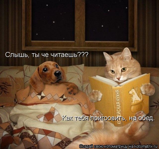 Слышь, ты че читаешь??? Как тебя пригоовить, на обед.... Котоматрица: Слышь, ты че читаешь??? Как тебя пригоовить, на обед.
