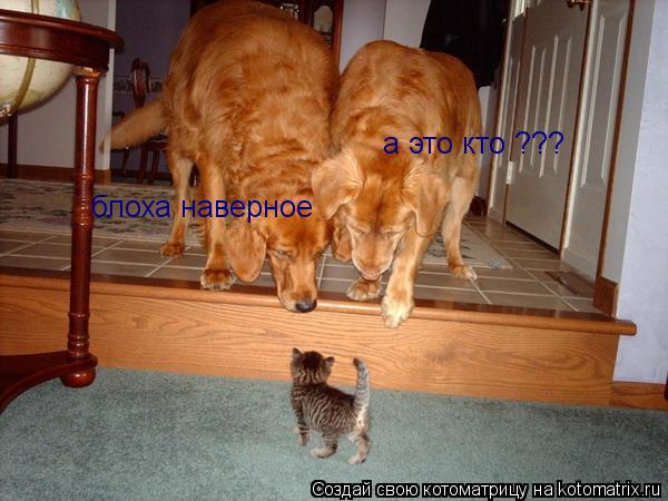 Котоматрица: блоха наверное  а это кто ???