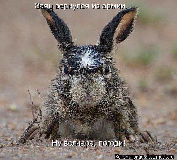 Заяц вернулся из армии... Ну волчара, погоди!... Котоматрица: Заяц вернулся из армии... Ну волчара, погоди!