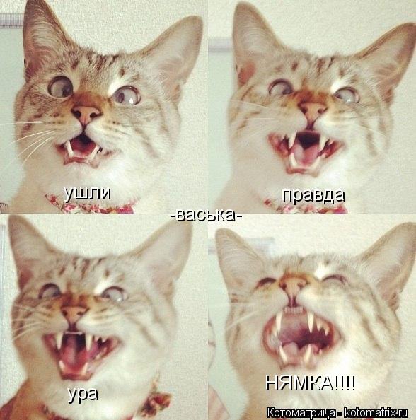 ушли правда ура НЯМКА!!!! -васька-... Котоматрица: ушли правда ура НЯМКА!!!! -васька-