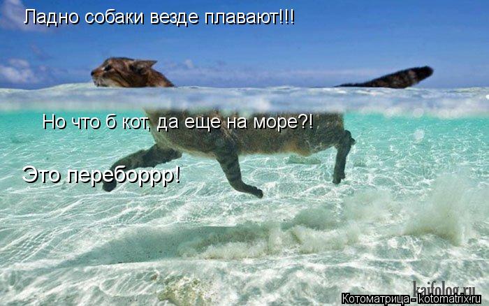 Ладно собаки везде плавают!!! Но что б кот, да еще на море?! Это переборрр!... Котоматрица: Ладно собаки везде плавают!!! Но что б кот, да еще на море?! Это переборрр!