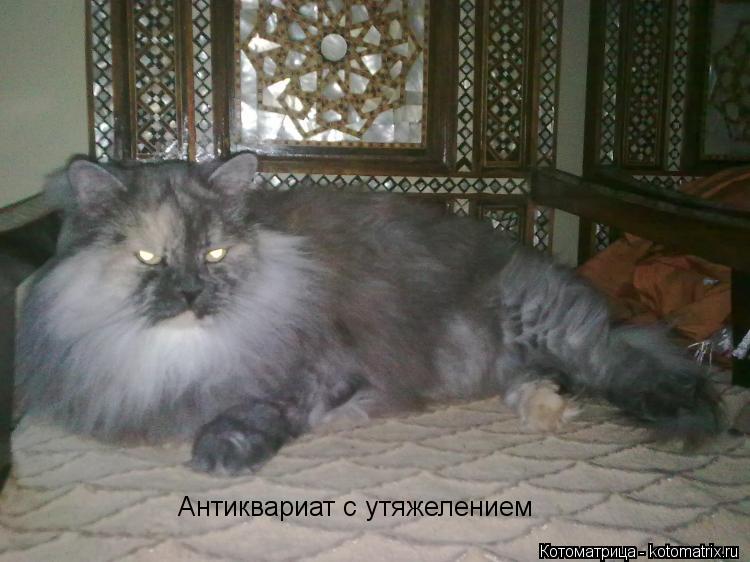 Антиквариат с утяжелением... Котоматрица: Антиквариат с утяжелением
