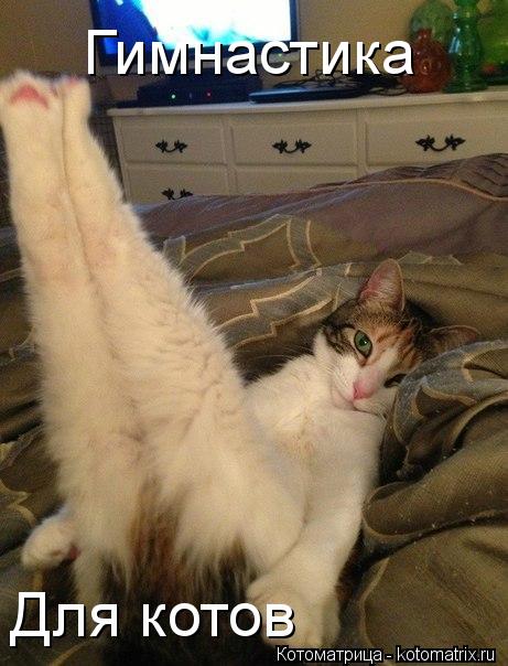 Котоматрица: Гимнастика Для котов