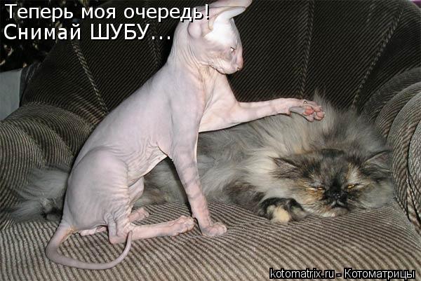Теперь моя очередь! Снимай ШУБУ...... Котоматрица: Теперь моя очередь! Снимай ШУБУ...