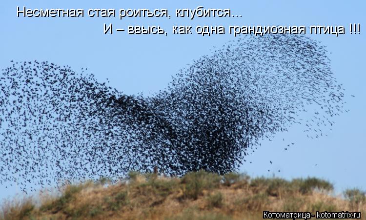 Несметная стая роиться, клубится… И – ввысь, как одна грандиозная птица !!!... Котоматрица: Несметная стая роиться, клубится… И – ввысь, как одна грандиозная птица !!!