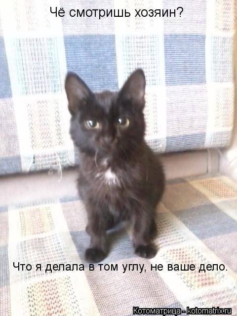 Чё смотришь хозяин? Что я делала в том углу, не ваше дело.... Котоматрица: Чё смотришь хозяин? Что я делала в том углу, не ваше дело.