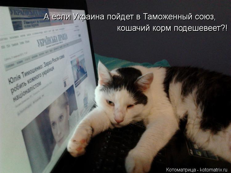 А если Украина пойдет в Таможенный союз, кошачий корм подешевеет?!... Котоматрица: А если Украина пойдет в Таможенный союз, кошачий корм подешевеет?!