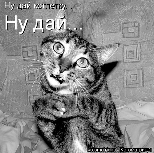 Ну дай котлетку... Ну дай...... Котоматрица: Ну дай котлетку... Ну дай...