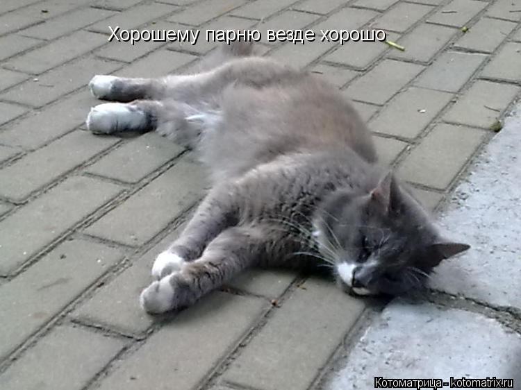 Хорошему парню везде хорошо... Котоматрица: Хорошему парню везде хорошо
