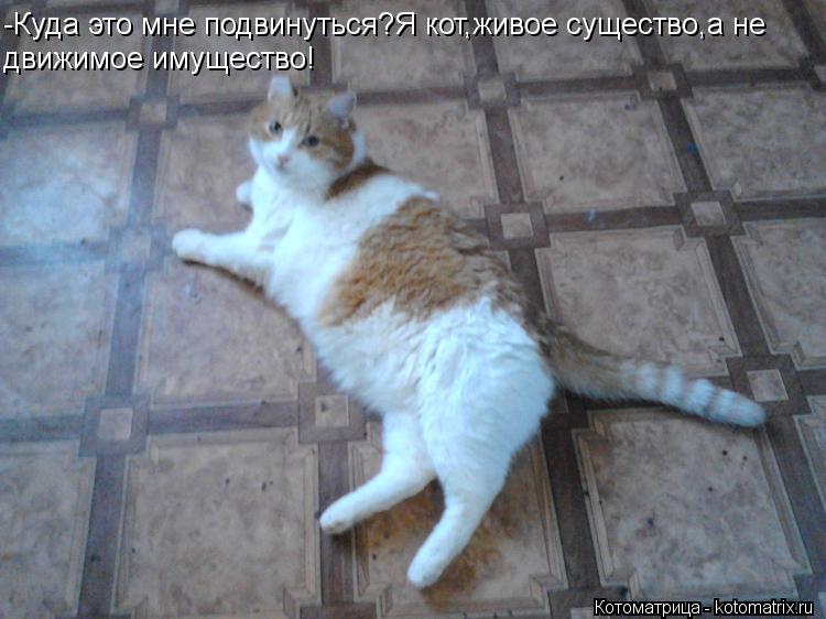 -Куда это мне подвинуться?Я кот,живое существо,а не движимое имущество!... Котоматрица: -Куда это мне подвинуться?Я кот,живое существо,а не движимое имущество!