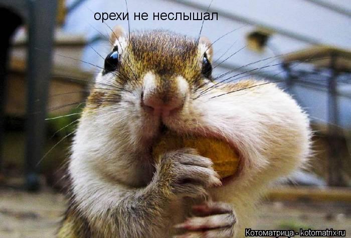 Котоматрица: орехи не неслышал