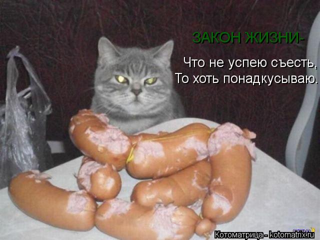 Что не успею съесть, То хоть понадкусываю. ЗАКОН ЖИЗНИ-... Котоматрица: Что не успею съесть, То хоть понадкусываю. ЗАКОН ЖИЗНИ-