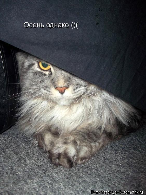Котоматрица: Осень однако (((