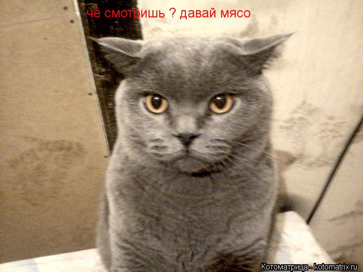 Котоматрица: чё смотришь ? давай мясо