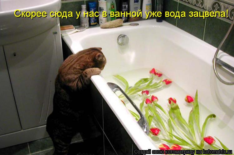 Скорее сюда у нас в ванной уже вода зацвела!... Котоматрица: Скорее сюда у нас в ванной уже вода зацвела!